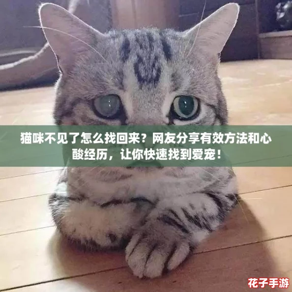 猫咪不见了怎么找回来？网友分享有效方法和心酸经历，让你快速找到爱宠！