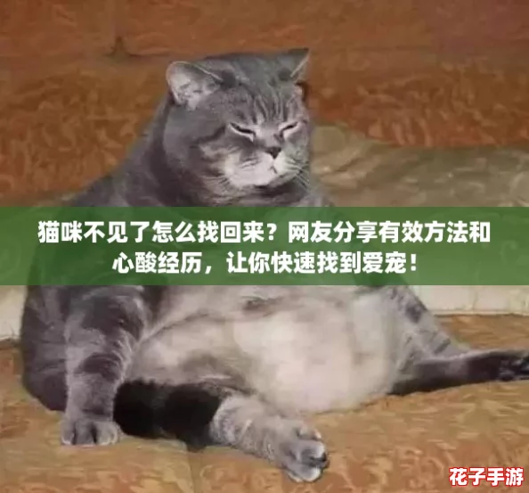猫咪不见了怎么找回来?网友分享有效方法和心酸经历,让你快速找到爱宠! 猫咪不见了怎么找回来?网友分享有效方法和心酸经历,让你快速找到爱宠!