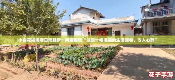小白花被浇灌日常轻梦：网友称赞“这是一幅温柔的生活画卷，令人心醉”