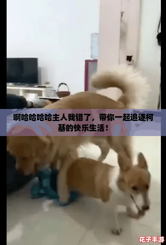 啊哈哈哈哈主人我错了，带你一起追逐柯基的快乐生活！