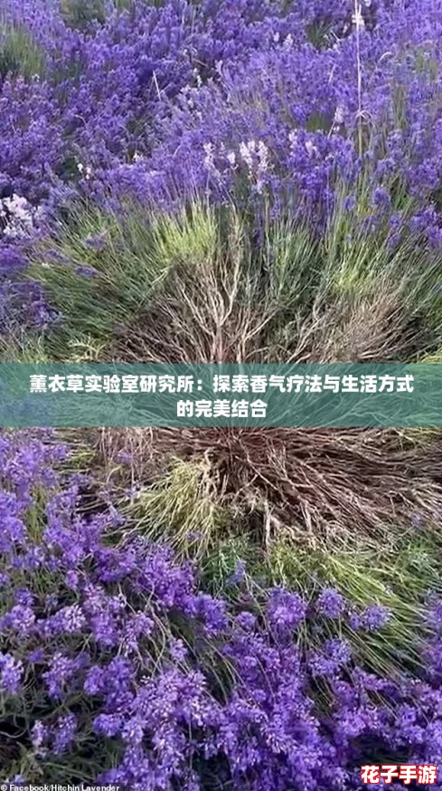 薰衣草实验室研究所:探索香气疗法与生活方式的完美结合 薰衣草实验室研究所:探索香气疗法与生活方式的完美结合