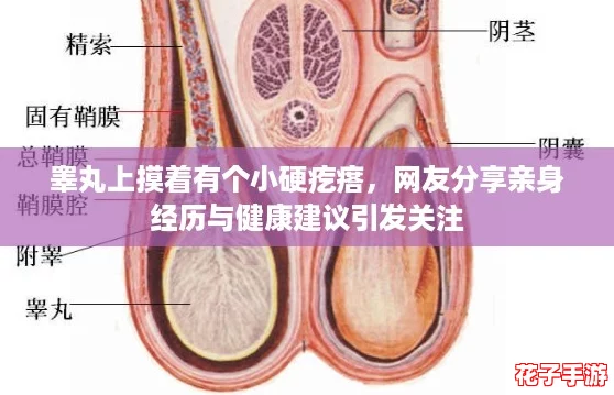 睾丸上摸着有个小硬疙瘩，网友分享亲身经历与健康建议引发关注