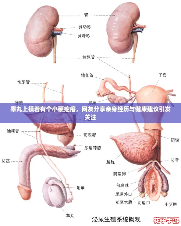 睾丸上摸着有个小硬疙瘩，网友分享亲身经历与健康建议引发关注