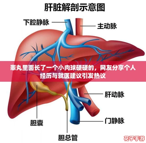 睾丸里面长了一个小肉球硬硬的，网友分享个人经历与就医建议引发热议