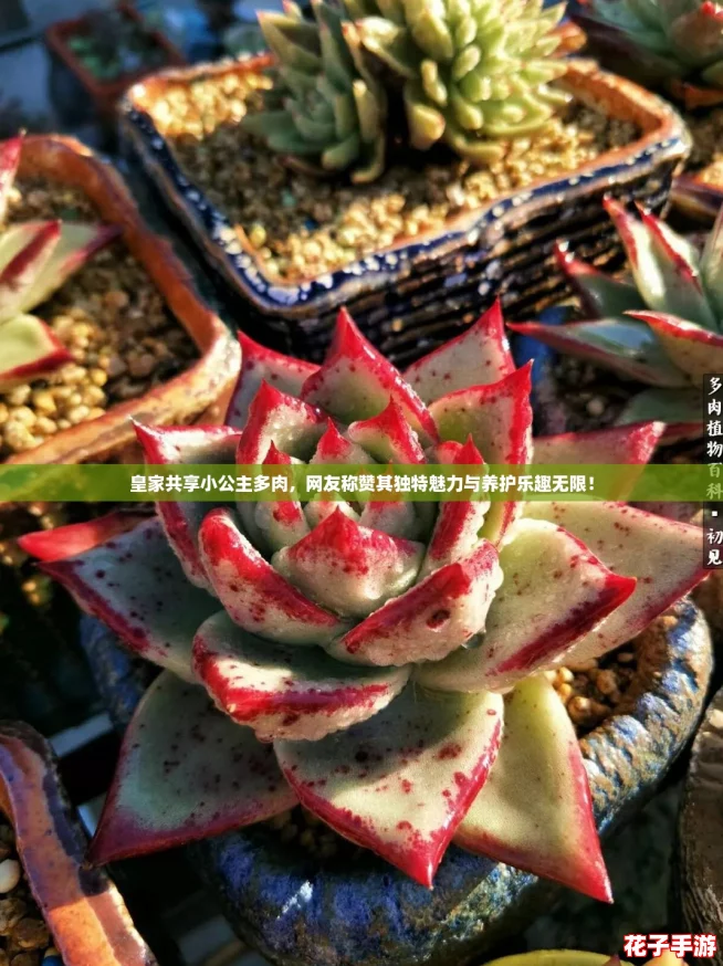 皇家共享小公主多肉，网友称赞其独特魅力与养护乐趣无限！