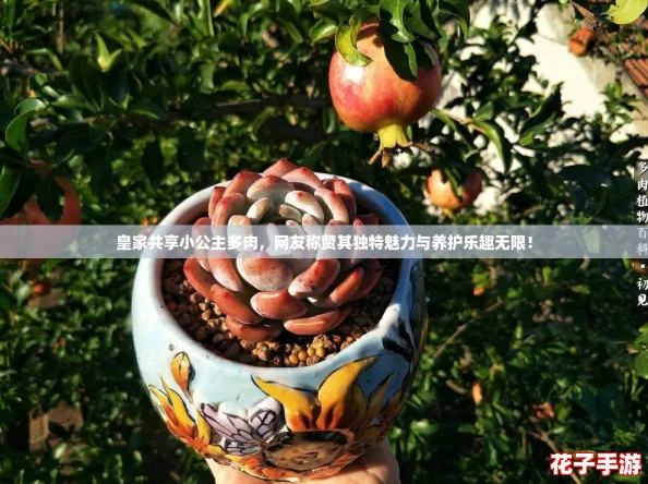 皇家共享小公主多肉，网友称赞其独特魅力与养护乐趣无限！