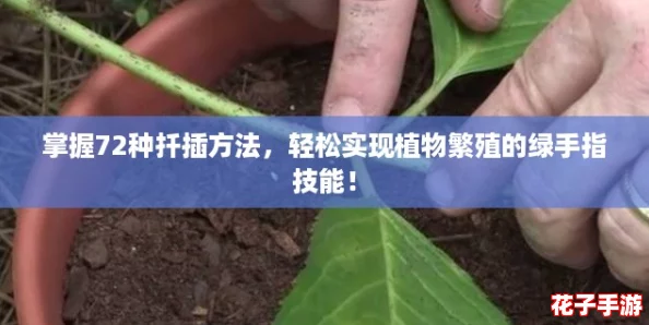 掌握72种扦插方法，轻松实现植物繁殖的绿手指技能！