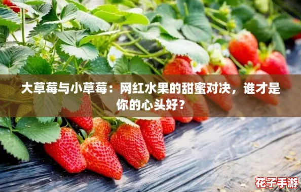 大草莓与小草莓：网红水果的甜蜜对决，谁才是你的心头好？