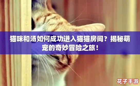 猫咪和汤如何成功进入猫猫房间？揭秘萌宠的奇妙冒险之旅！