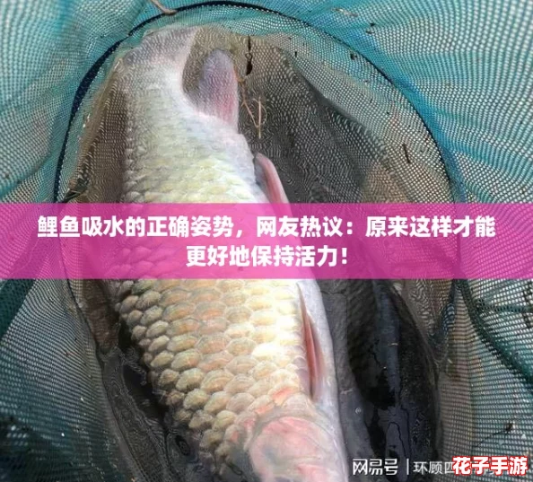 鲤鱼吸水的正确姿势，网友热议：原来这样才能更好地保持活力！