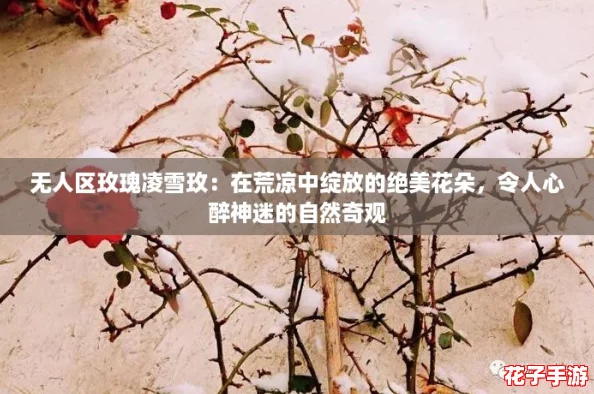 无人区玫瑰凌雪玫：在荒凉中绽放的绝美花朵，令人心醉神迷的自然奇观