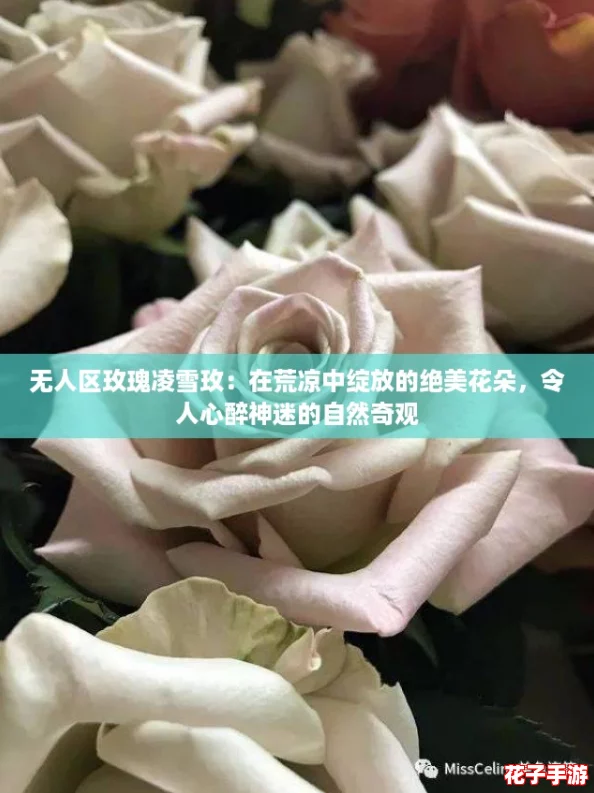 无人区玫瑰凌雪玫：在荒凉中绽放的绝美花朵，令人心醉神迷的自然奇观