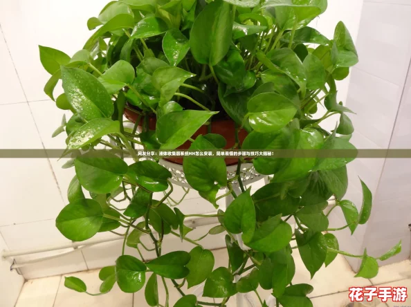 网友分享：液体收集器系统HH怎么安装，简单易懂的步骤与技巧大揭秘！