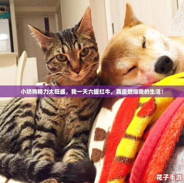 小奶狗精力太旺盛，我一天六罐红牛，真是燃爆我的生活！