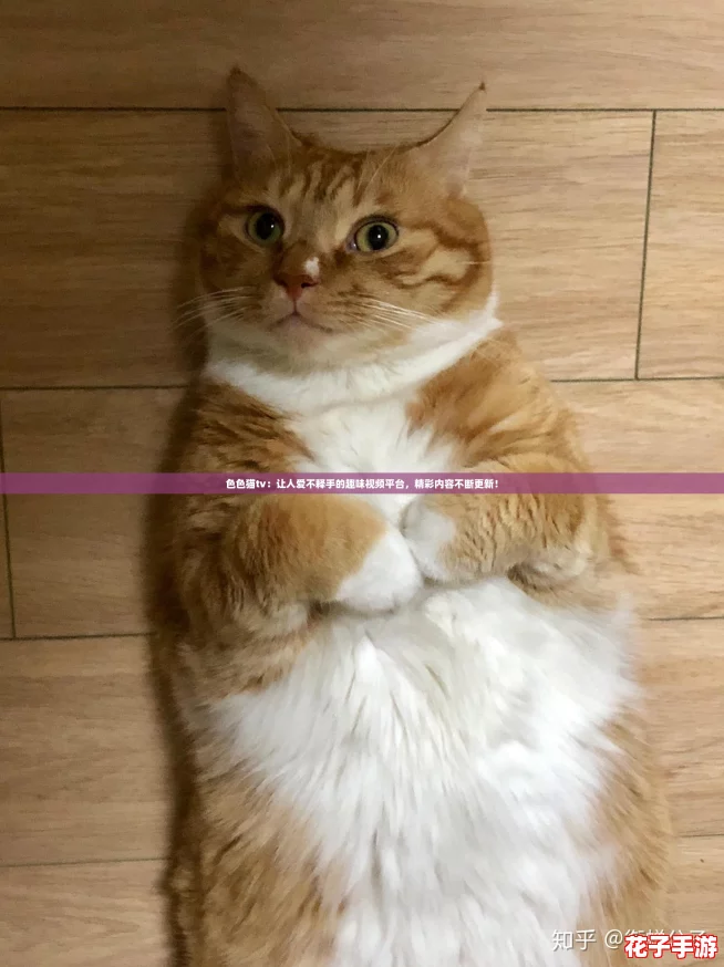 色色猫tv：让人爱不释手的趣味视频平台，精彩内容不断更新！