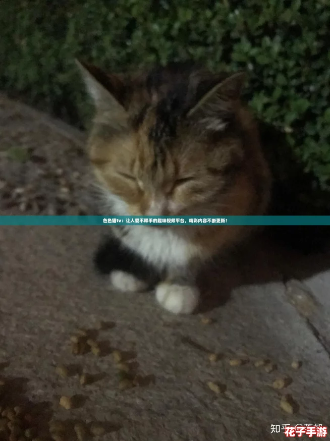 色色猫tv：让人爱不释手的趣味视频平台，精彩内容不断更新！