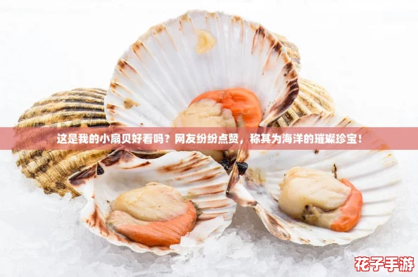 这是我的小扇贝好看吗?网友纷纷点赞,称其为海洋的璀璨珍宝! 这是我的小扇贝好看吗?网友纷纷点赞,称其为海洋的璀璨珍宝!