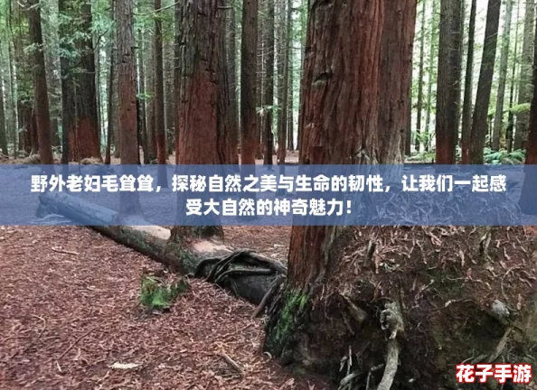 野外老妇毛耸耸，探秘自然之美与生命的韧性，让我们一起感受大自然的神奇魅力！
