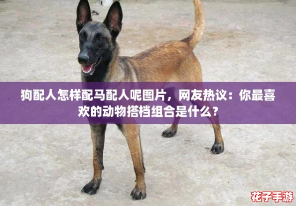 狗配人怎样配马配人呢图片，网友热议：你最喜欢的动物搭档组合是什么？