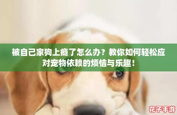 被自己家狗上瘾了怎么办？教你如何轻松应对宠物依赖的烦恼与乐趣！
