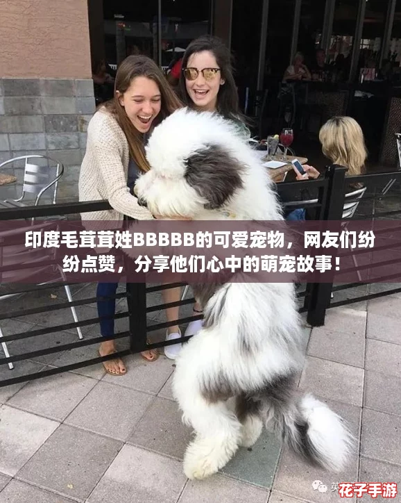 印度毛茸茸姓BBBBB的可爱宠物，网友们纷纷点赞，分享他们心中的萌宠故事！