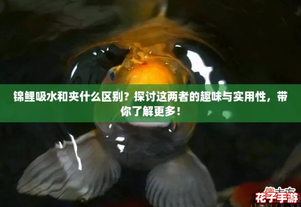 锦鲤吸水和夹什么区别？探讨这两者的趣味与实用性，带你了解更多！