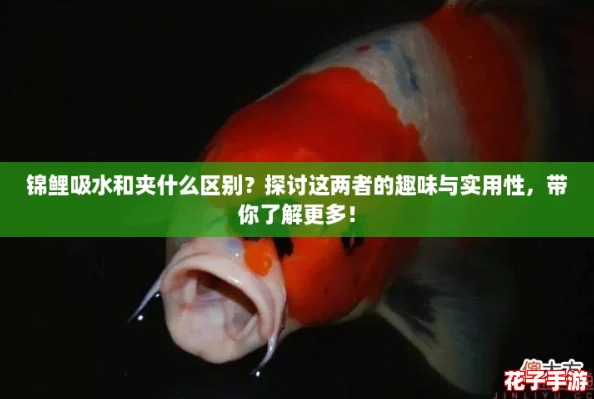 锦鲤吸水和夹什么区别？探讨这两者的趣味与实用性，带你了解更多！