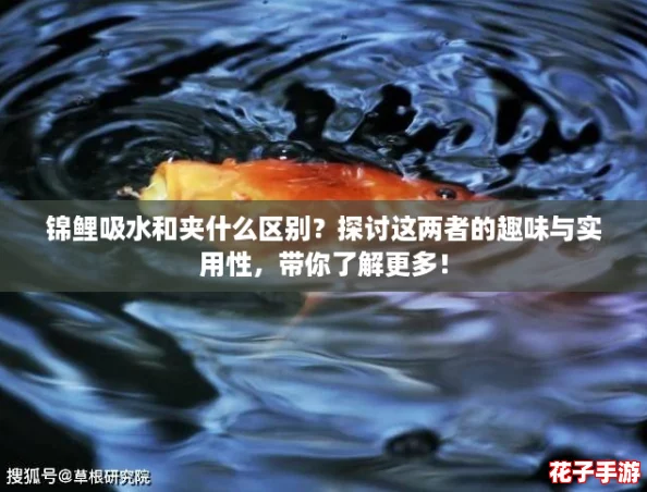 锦鲤吸水和夹什么区别？探讨这两者的趣味与实用性，带你了解更多！