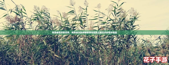 老狼老狼芦苇芭蕉，网友热议的神秘故事与自然之美交织的奇妙旅程