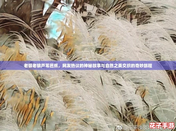 老狼老狼芦苇芭蕉,网友热议的神秘故事与自然之美交织的奇妙旅程 老狼老狼芦苇芭蕉,网友热议的神秘故事与自然之美交织的奇妙旅程