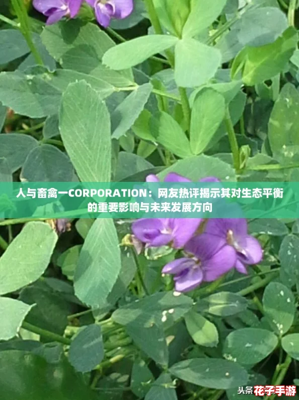 人与畜禽一CORPORATION：网友热评揭示其对生态平衡的重要影响与未来发展方向