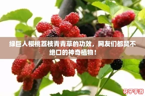 绿巨人樱桃荔枝青青草的功效，网友们都赞不绝口的神奇植物！