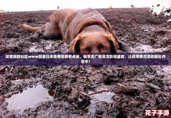 探索狼群社区www观看日本免费观看安卓版，畅享无广告高清影视盛宴，让你尽情沉浸在精彩内容中！