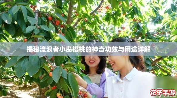 揭秘流浪者小岛樱桃的神奇功效与用途详解