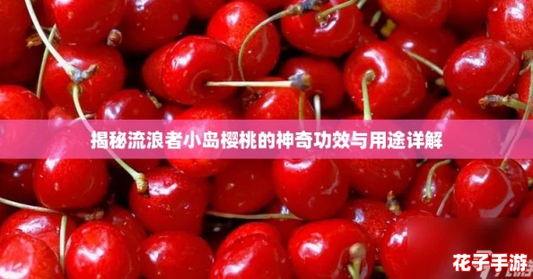 揭秘流浪者小岛樱桃的神奇功效与用途详解 揭秘流浪者小岛樱桃的神奇功效与用途详解