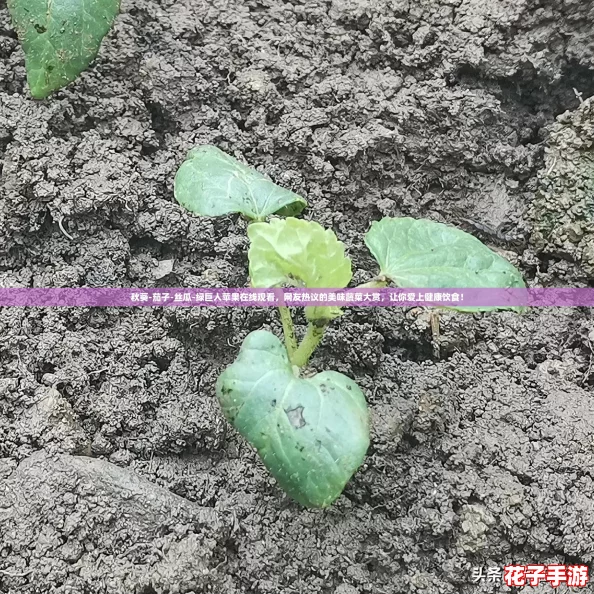 秋葵-茄子-丝瓜-绿巨人苹果在线观看，网友热议的美味蔬菜大赏，让你爱上健康饮食！
