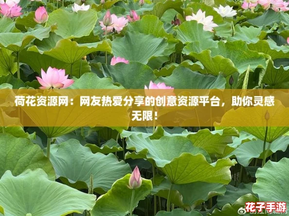 荷花资源网：网友热爱分享的创意资源平台，助你灵感无限！