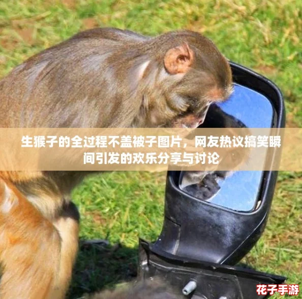生猴子的全过程不盖被子图片，网友热议搞笑瞬间引发的欢乐分享与讨论