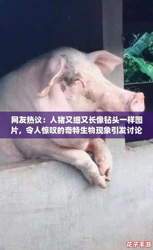 网友热议:人猪又细又长像钻头一样图片,令人惊叹的奇特生物现象引发讨论 网友热议:人猪又细又长像钻头一样图片,令人惊叹的奇特生物现象引发讨论