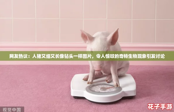 网友热议：人猪又细又长像钻头一样图片，令人惊叹的奇特生物现象引发讨论