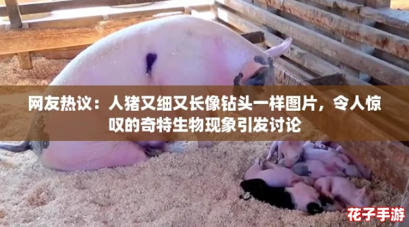 网友热议:人猪又细又长像钻头一样图片,令人惊叹的奇特生物现象引发讨论 网友热议:人猪又细又长像钻头一样图片,令人惊叹的奇特生物现象引发讨论