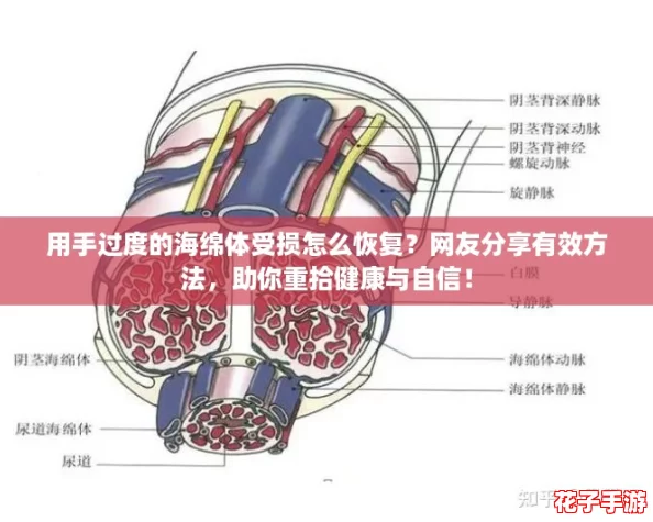 用手过度的海绵体受损怎么恢复？网友分享有效方法，助你重拾健康与自信！