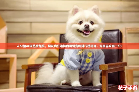 人or猪or狗热度超高，网友疯狂追捧的可爱宠物排行榜揭晓，你最喜欢哪一只？