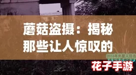 蘑菇盗摄：揭秘那些让人惊叹的自然奇观与神秘生物的真实面貌