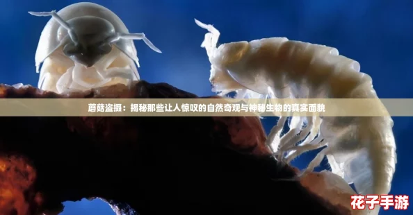 蘑菇盗摄：揭秘那些让人惊叹的自然奇观与神秘生物的真实面貌