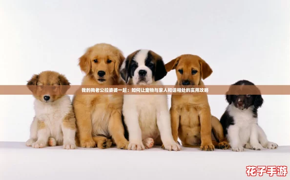 我的狗老公拉婆婆一起：如何让宠物与家人和谐相处的实用攻略