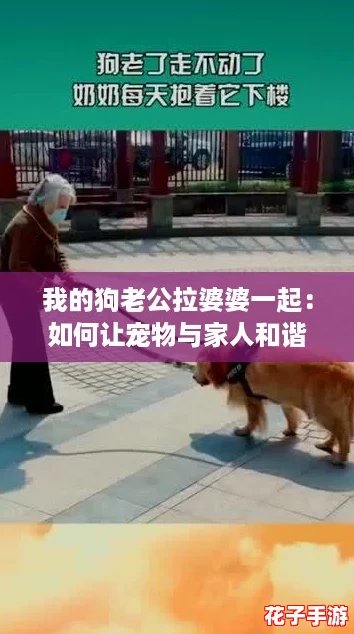 我的狗老公拉婆婆一起：如何让宠物与家人和谐相处的实用攻略