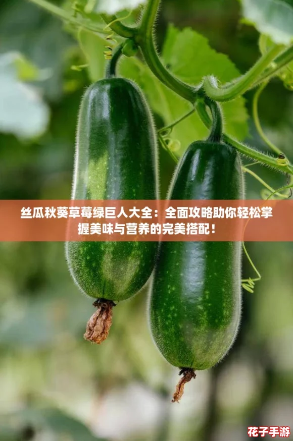 丝瓜秋葵草莓绿巨人大全：全面攻略助你轻松掌握美味与营养的完美搭配！