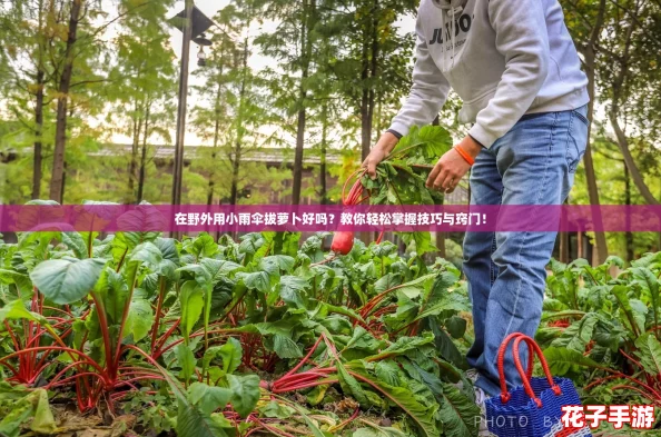 在野外用小雨伞拔萝卜好吗？教你轻松掌握技巧与窍门！