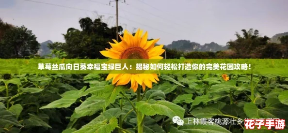 草莓丝瓜向日葵幸福宝绿巨人：揭秘如何轻松打造你的完美花园攻略！